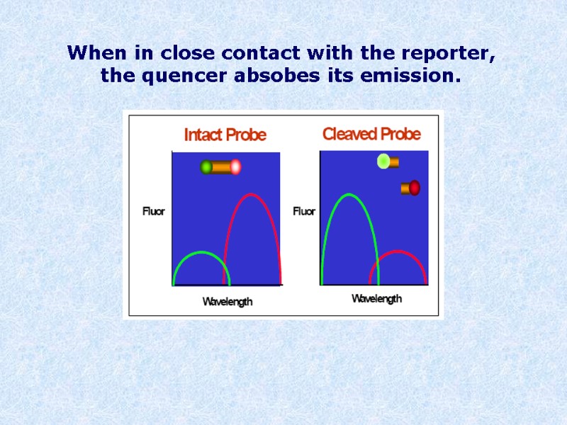 When in close contact with the reporter,  the quencer absobes its emission.